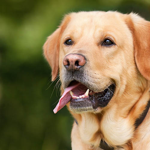 un chiot soin pharmacie du Carrefour