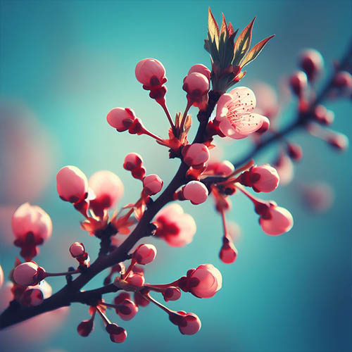 Gemmothérapie herboristerie Fontenay-aux-Roses